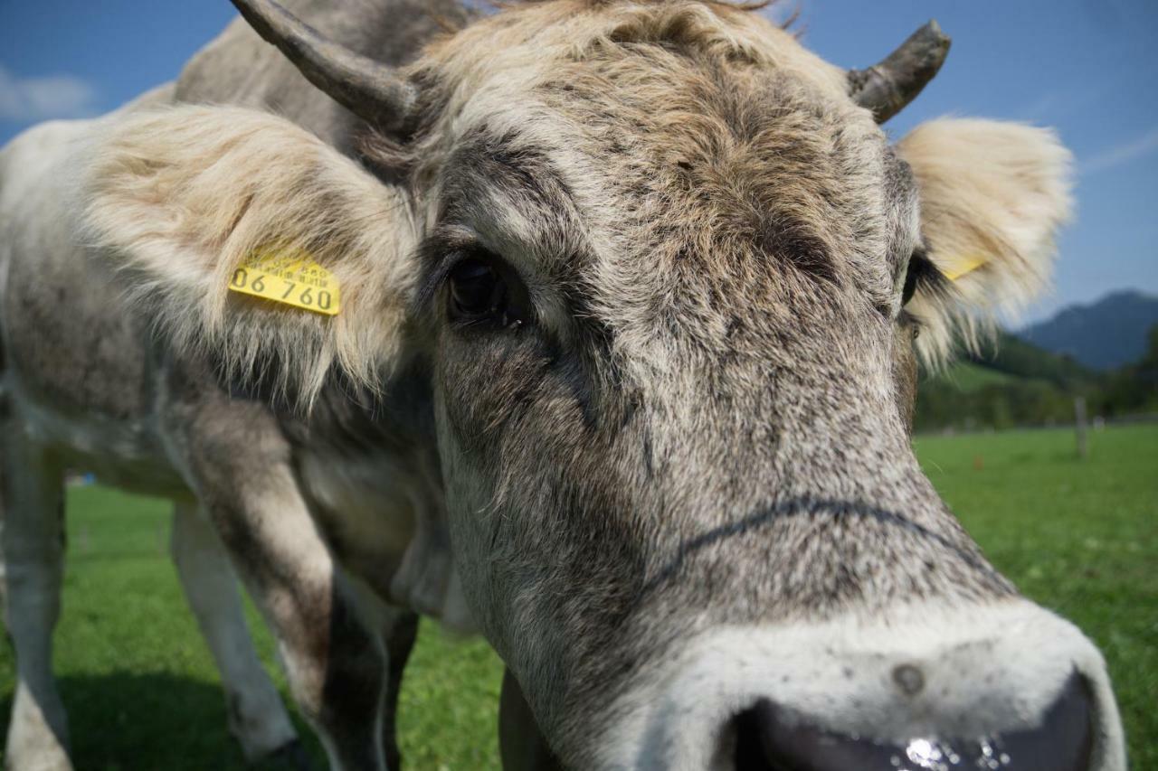 Geigers Ferienhaus Tiefenbach bei Oberstdorf Exteriér fotografie