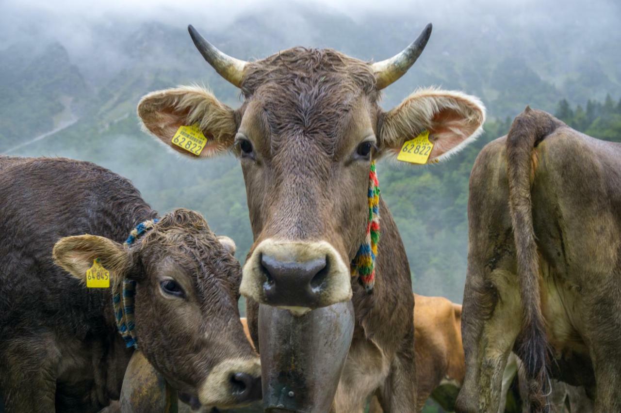 Geigers Ferienhaus Tiefenbach bei Oberstdorf Exteriér fotografie